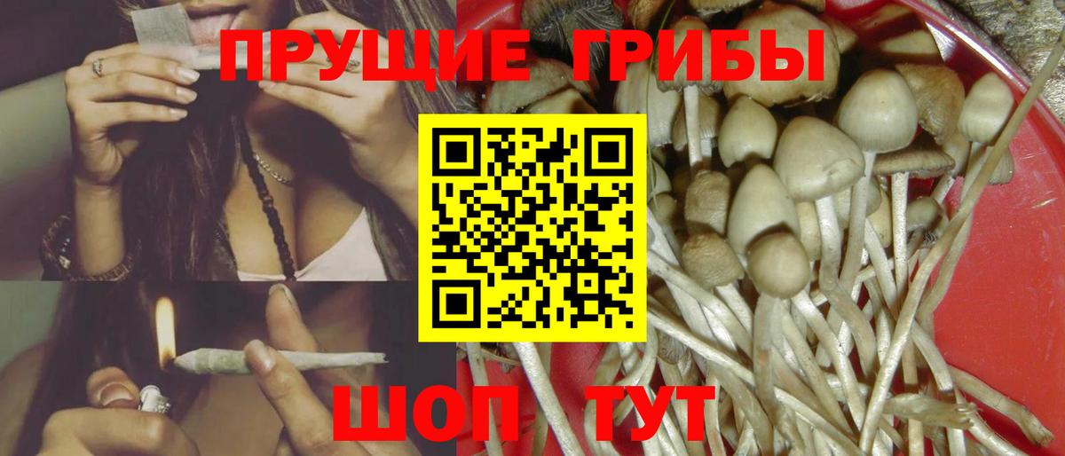 Галлюциногенные грибы Psilocybine cubensis Избербаш